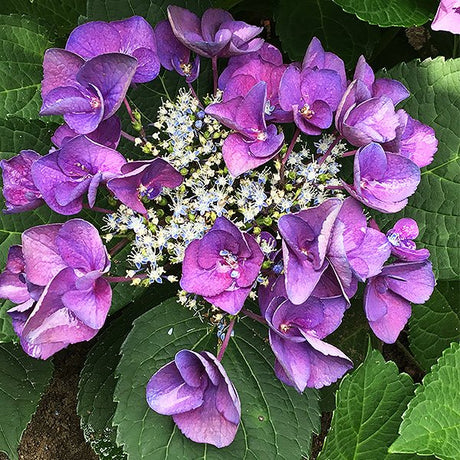 Grape Explosion Bigleaf Hydrangea (Hydrangea macrophylla 'Grape Explosion'), a shrub featuring purple flowers and deciduous.