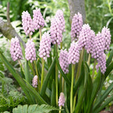 Pink Sunrise Grape Hyacinth