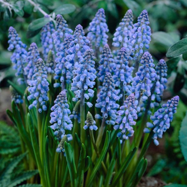 Grape Hyacinth