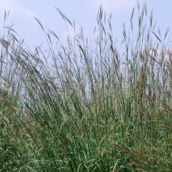 Big Bluestem Grass (Andropogon gerardii), a perennial featuring purple, red, orange, yellow flowers and perennial.