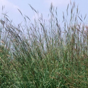 Big Bluestem Grass (Andropogon gerardii), a perennial featuring purple, red, orange, yellow flowers and perennial.