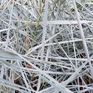 Detail view of Blue Dune Lyme Grass (Leymus arenarius 'Blue Dune') showing plant structure and foliage.
