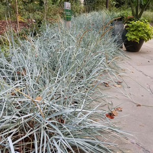 Perennial foliage of Blue Dune Lyme Grass (Leymus arenarius 'Blue Dune') in a garden setting.