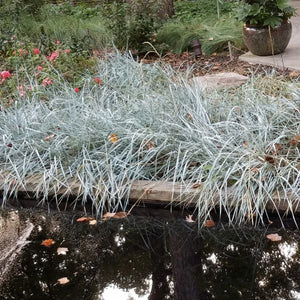 Blue Dune Lyme Grass (Leymus arenarius 'Blue Dune') growing in a garden landscape, showing mature perennial form.