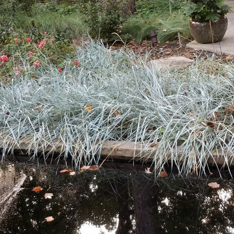 Blue Dune Lyme Grass (Leymus arenarius 'Blue Dune') growing in a garden landscape, showing mature perennial form.
