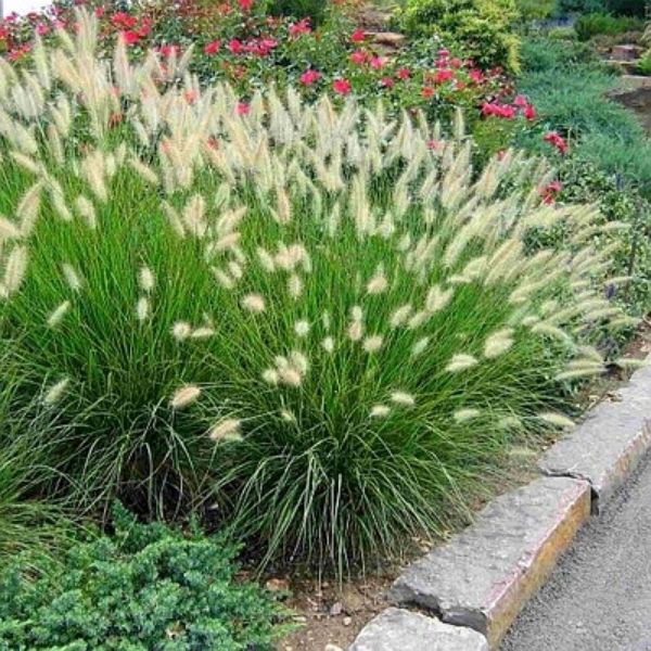 Dwarf Fountain Grass (Pennisetum alopecuroides 'Hameln') growing in a garden landscape, showing mature perennial form.
