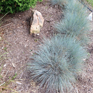 Close-up of purple festuca flowers on Elijah Blue Fescue Grass blooming in early summer to late summer.