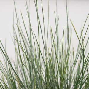 Perennial foliage of Elijah Blue Fescue Grass (Festuca glauca 'Elijah Blue') in a garden setting.