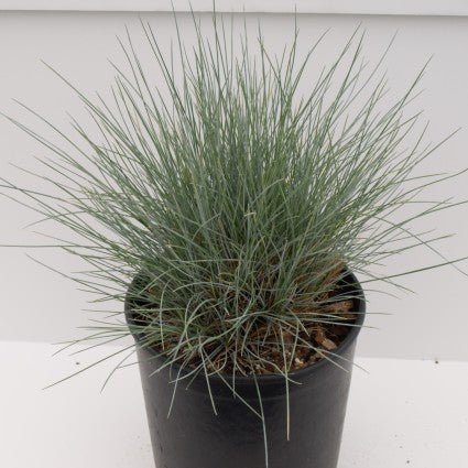 Elijah Blue Fescue Grass (Festuca glauca 'Elijah Blue') growing in a garden landscape, showing mature perennial form.