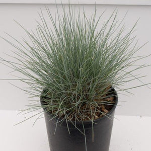 Elijah Blue Fescue Grass (Festuca glauca 'Elijah Blue') growing in a garden landscape, showing mature perennial form.
