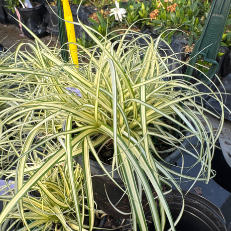 Variegated 'Evergold' Sedge grass with green and cream striped foliage in a
