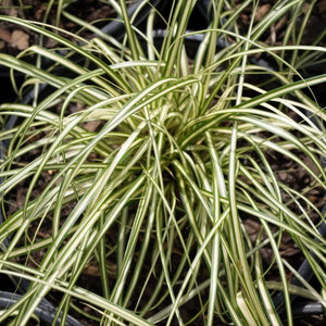 Detail view of Evergold Sedge Grass (Carex hachioensis 'Evergold') showing plant structure and foliage.
