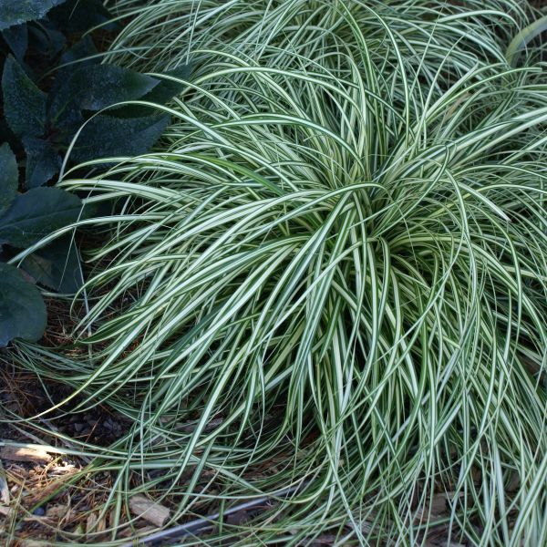 Evergold Sedge Grass (Carex hachioensis 'Evergold'), a perennial featuring perennial and clumping, spreading form.