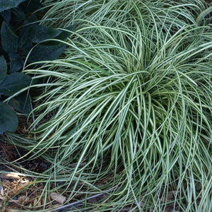 Evergold Sedge Grass (Carex hachioensis 'Evergold'), a perennial featuring perennial and clumping, spreading form.