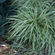 Plants Under $30