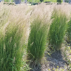 Gold fall foliage on Karl Foerster Feather Reed Grass (Calamagrostis x acutiflora 'Karl Foerster').