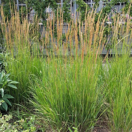 Karl Foerster Feather Reed Grass (Calamagrostis x acutiflora 'Karl Foerster') perennial detail, image 6 of 7.
