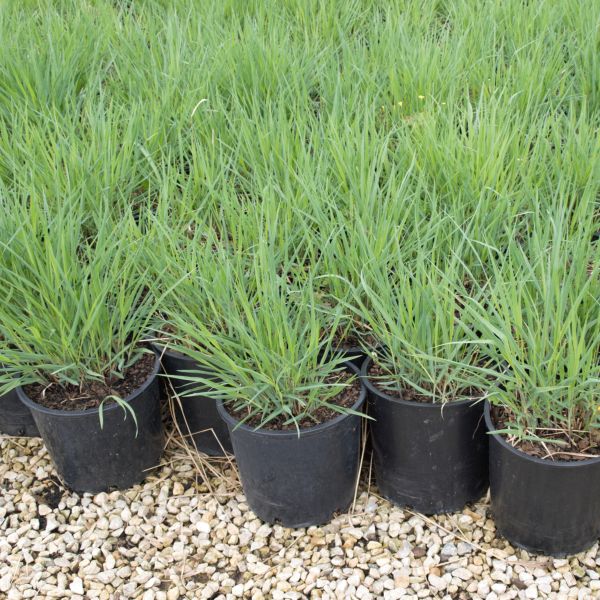 Close-up of pink panicum flowers on Heavy Metal Switch Grass blooming in late summer to early fall.