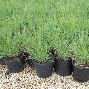 Close-up of pink panicum flowers on Heavy Metal Switch Grass blooming in late summer to early fall.