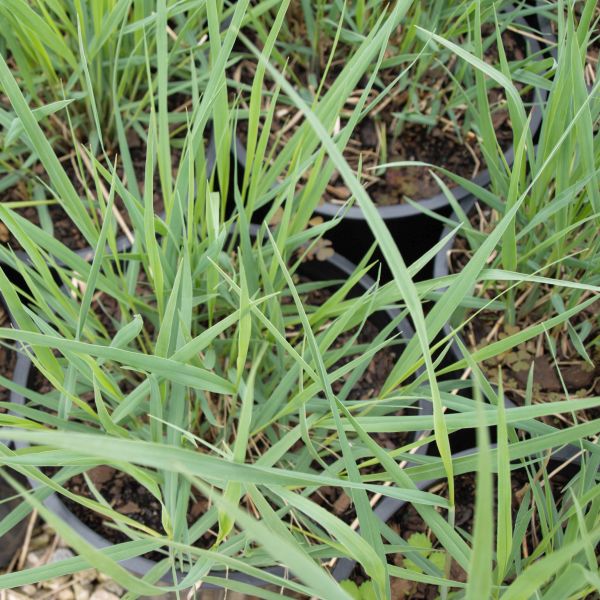 Perennial foliage of Heavy Metal Switch Grass (Panicum virgatum 'Heavy Metal') in a garden setting.