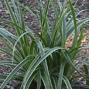 Close-up of white carex flowers on Ice Dance Sedge Grass blooming in late spring.