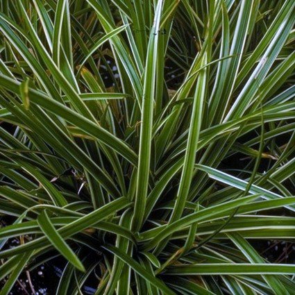 Ice Dance Sedge Grass (Carex morrowii 'Ice Dance'), a perennial featuring white flowers and perennial.