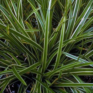 Ice Dance Sedge Grass (Carex morrowii 'Ice Dance'), a perennial featuring white flowers and perennial.