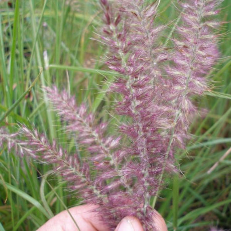 Perennial foliage of Karley Rose Fountain Grass (Pennisetum orientale 'Karley Rose') in a garden setting.