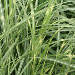 Close-up of purple, red miscanthus flowers on Little Zebra Maiden Grass blooming in late summer to early fall.