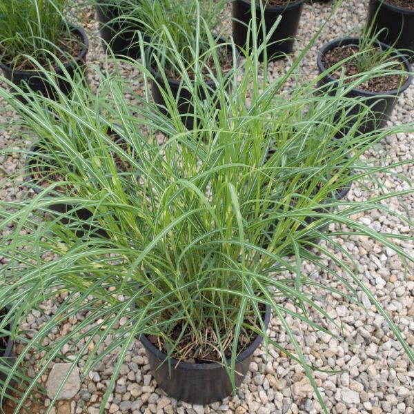 Perennial foliage of Little Zebra Maiden Grass (Miscanthus sinensis 'Little Zebra') in a garden setting.