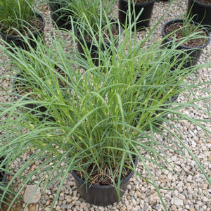 Perennial foliage of Little Zebra Maiden Grass (Miscanthus sinensis 'Little Zebra') in a garden setting.