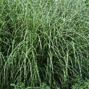 Little Zebra Maiden Grass (Miscanthus sinensis 'Little Zebra'), a perennial featuring purple, red flowers and perennial.