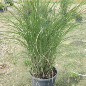 Perennial foliage of Maiden Grass (Miscanthus sinensis 'Gracillimus') in a garden setting.