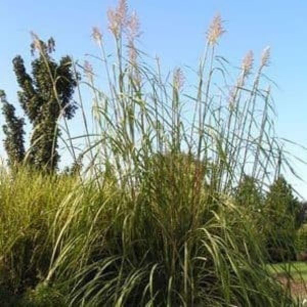 Northern Pampas Grass (Tripidium ravennae), a perennial featuring white, purple flowers and clumping, erect form.