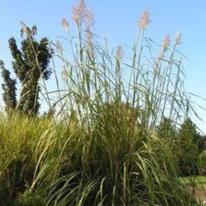 Northern Pampas Grass (Tripidium ravennae), a perennial featuring white, purple flowers and clumping, erect form.