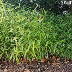 Close-up of green chasmanthium flowers on Northern Sea Oats Grass blooming in late summer to early fall.