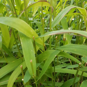 Perennial foliage of Northern Sea Oats Grass (Chasmanthium latifolium) in a garden setting.