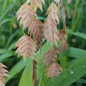 Northern Sea Oats Grass (Chasmanthium latifolium), a perennial featuring green flowers and perennial.
