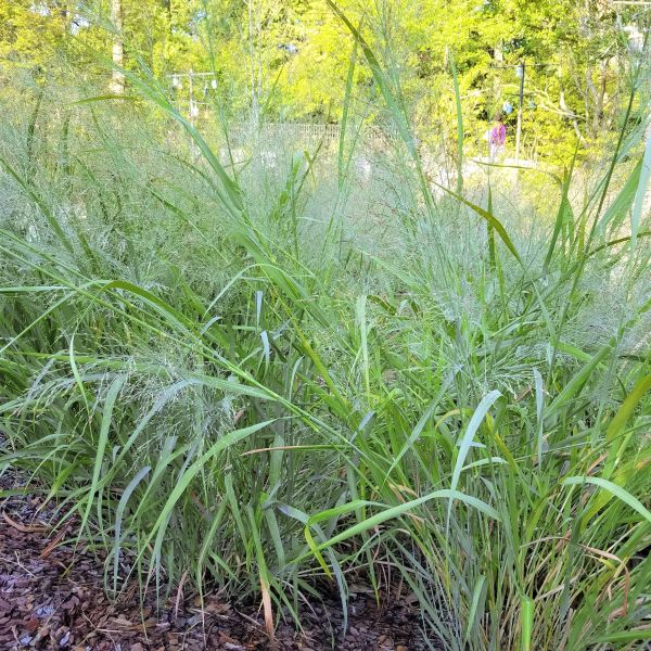 Perennial foliage of Northwind Switch Grass (Panicum virgatum 'Northwind') in a garden setting.