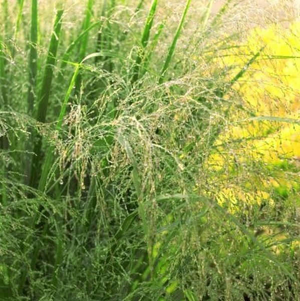 Northwind Switch Grass (Panicum virgatum 'Northwind') growing in a garden landscape, showing mature perennial form.