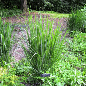 Northwind Switch Grass (Panicum virgatum 'Northwind'), a perennial featuring yellow flowers and perennial.