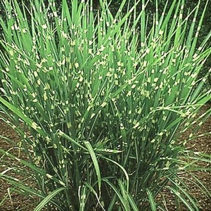 Close-up of white miscanthus flowers on Porcupine Grass blooming in late summer to early fall.