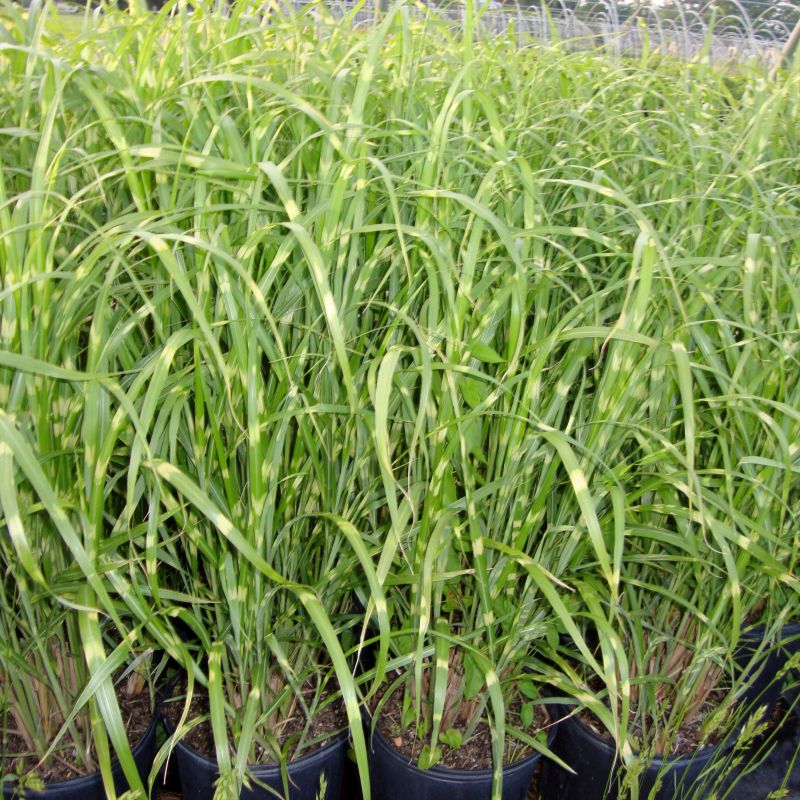 Porcupine Grass (Miscanthus sinensis 'Strictus') growing in a garden landscape, showing mature perennial form.