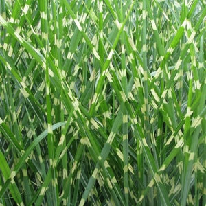 Porcupine Grass (Miscanthus sinensis 'Strictus'), a perennial featuring white flowers and perennial.
