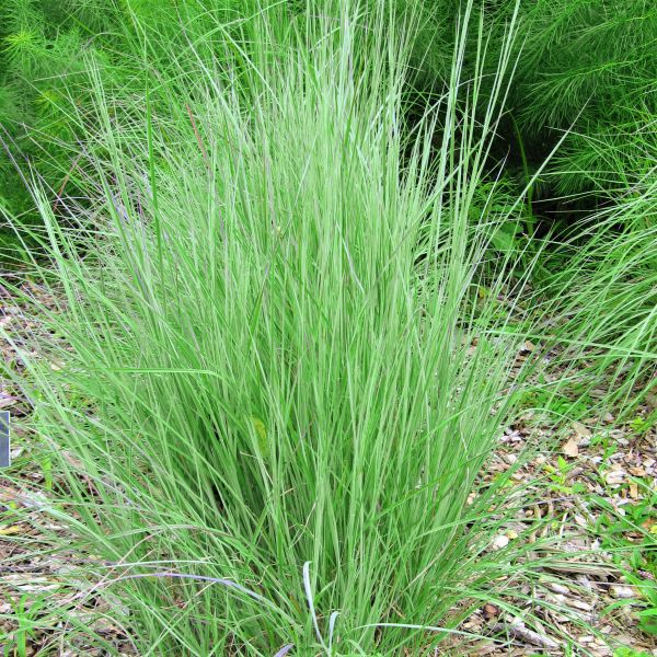 American Beauties Native Plants Little Bluestem Grass