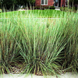 Prairie Blues Little Bluestem Grass (Schizachyrium scoparium 'Prairie Blues'), a perennial featuring purple, red flowers and perennial.