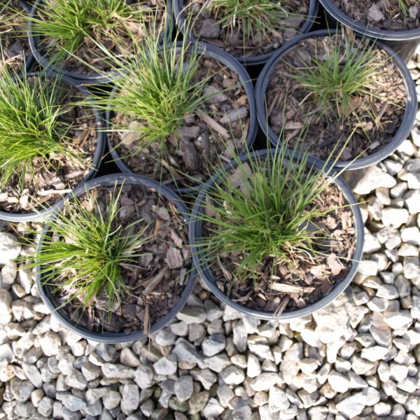 Prairie Dropseed Grass (Sporobolus heterolepis) growing in a garden landscape, showing mature perennial form.