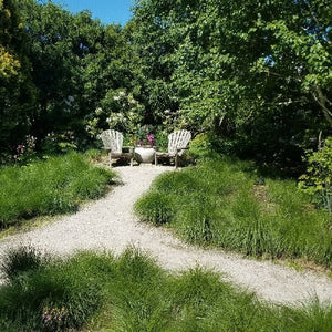 Prairie Dropseed Grass (Sporobolus heterolepis), a perennial featuring yellow, white flowers and perennial.