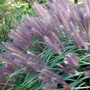 Close-up of red pennisetum flowers on Redhead Fountain Grass blooming in late summer to early fall.