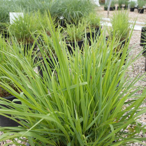 Orange & Burgundy fall foliage on Shenandoah Switch Grass (Panicum virgatum 'Shenandoah').